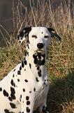 DALMATIEN 399